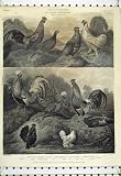 Ornithology Hen Silky Cock 1807 Bantam Rumpless Chicken