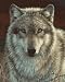 Paint by Number Kits, Gray Wolf
