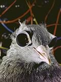 Research at Univ. of Maryland Testing the Visual Acuity of Pigeon Shown Wearing Glued-On Goggles Photographic Poster Print by John Dominis, 30x40
