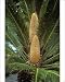 Photographic Prints of KF-3715 Sago Palm - male in flower from Ardea Wildlife Pets