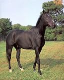 Animal Buzz Binzen Black Stallion Art Poster Print - 16