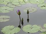 11x14 Digital Art Limited Edition Prints Waterlily Floral Realist Slumberland Lotus
