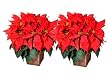 Pair of Points - Christmas Poinsettia Plants