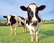 Two Holstein Cows in Grass Field Art Print POSTER RARE - 19x13