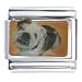 Animal Photo Bulldog Black Italian Charms Bracelet Link