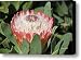 Exotic Succulent Canvas Print / Canvas Art - Artist Suzanne Gaff