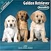 golden_retriever26golden retriever - Golden Retriever Puppies 2010 Wall Calendar 1020610