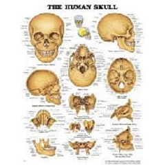 The Human Skull Anatomical Chart