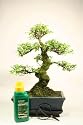 Mature Bonsai Tree Gift Set - Large Shaped Chinese Elm