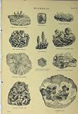 MINERALS c1890 CLOUDED AGATE IRON ORE MOSS PYRITES