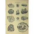 MINERALS c1890 CLOUDED AGATE IRON ORE MOSS PYRITES