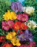 51BSku2qI L. SL160  Cut Price Flower Bulbs