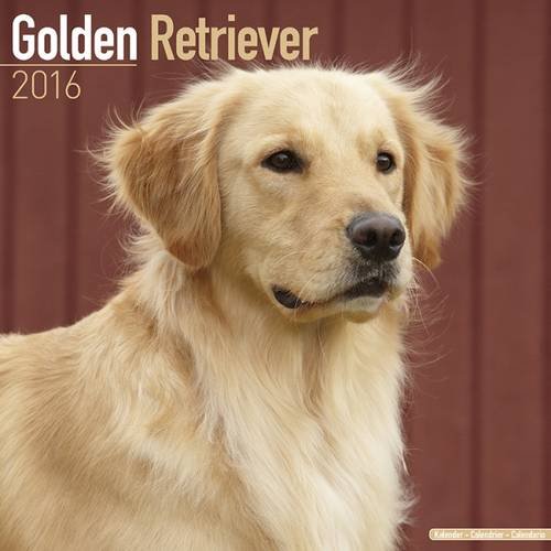 Golden Retriever Calendar - Only Dog Breed Golden Retriever Calendar - 2016 Wall calendars - Dog Calendars - Monthly Wall Calendar by Avonside
