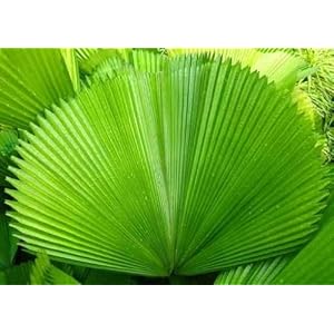 Green Fan Palm Leaf - 24"W x 17"H - Peel and Stick Wall Decal by Wallmonkeys