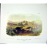 口やかましい女モル Quadruped の Audubon 色の古い印刷物の骨董品