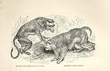 Bonnet Macaque, Rhesus Monkey 1862 Engraving By Dalziel