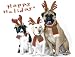 Pet Star Christmas Cards - Border Collie, Labrador, & Mastiff