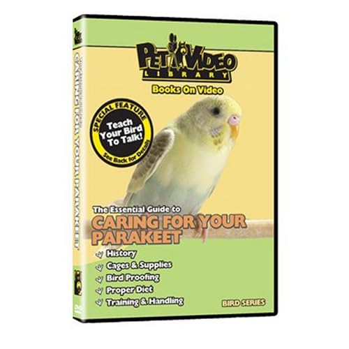 train pet bird talk