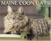 maine coon - Maine Coon Cats 2008 Calendar