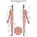 Akupunkturtafel Chart 2 Tung's Extraordinary Acupuncture Points on the regular channels