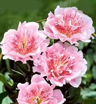 1 Peony Do Tell - Fragrant - Potted