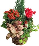 Review Bunches Florapost Ltd.  / Winter Garden Basket