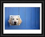 Framed Print of Labrador from RSPCA