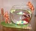 Pet Supplies : Decorative Fish Betta Glass Bowl - Funny Cats Aquaglobez