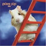 Guinea Pigs 2008 Square Wall Calendar (Multilingual Edition)