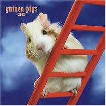 Guinea Pigs 2008 Square Wall