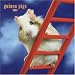 Guinea Pigs 2008 Square Wall Calendar (Multilingual Edition)