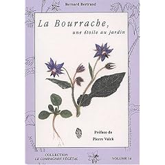 La bourrache : Une �toile au jardin !