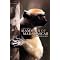 Bird & Wildlife Guides to Africa