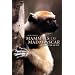 Mammals of Madagascar: A Complete Guide
