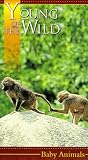 Young of the Wild: Baby Animals