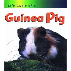 Guinea Pig (Life Cycle of a)