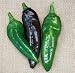 Anaheim Chili Pepper 4 Plants - New Mexican Chile