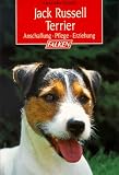 Jack Russell Terrier