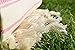 Dandelion - Ivory Basic Pattern - 100% Naturally-Dyed Cotton Turkish Towel Peshtemal - 71x39 Inches - Pink