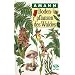 Bodenpflanzen des Waldes: Taschenbildbuch der beachtenswertesten Pilze, Flechten, Moose, Farnpflanzen, Gr�ser und Kr�uter des mitteleurop�ischen Waldes, mit Textteil �ber deren Bau und Leben
