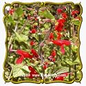 Scarlet Sage (Salvia coccinea) Jumbo Wildflower Seed Packet - 2000 Seeds