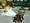 Open Season (PS2)
