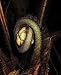 Fuzzy Fiddlehead Fern on the Big Island of Hawaii - Fine-Art Giclée Print of a Brendan Reals Photograph