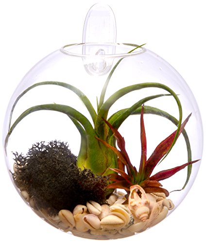 Hinterland Trading Beach Side Living Wall Glass Terrarium, 6 Inch Hinterland Trading Beach Side Living Wall Glass Terrarium, 6 Inch