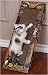 Inclined to Scratch Ramp - Cat Scratcher