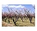 Peach Orchard Seasons Photographic Poster Print by Linda Armstrong, 24x20