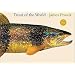 Trout of the World