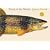 Trout of the World