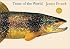 Trout of the World