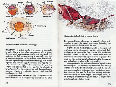 Cover image : Bird Life: A Guide to the Behavior and Biology of Birds (Golden Guide)